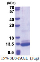 BRICK1 / C3orf10 (1-75, His-tag) Human Protein