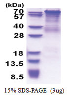 PCDHGC4 (30-692, His-tag) Human Protein