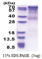 PCDHGC4 (30-692, His-tag) Human Protein