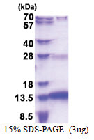 SNURF (1-71, His-tag) Human Protein