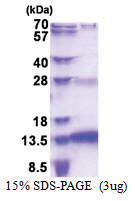 SNURF (1-71, His-tag) Human Protein