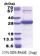 CD73 (27-252, His-tag) Human Protein