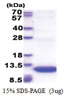 GNG11 (1-70, His-tag) Human Protein
