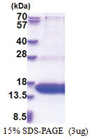 WWC1 (655-783, His-tag) Human Protein