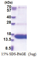 WWC1 (655-783, His-tag) Human Protein