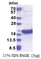BATF3 / SNFT (1-127, His-tag) Human Protein