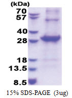 CD33 / SIGLEC3 (18-259, His-tag) Human Protein