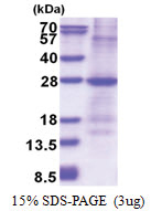 GSTM1 (1-181, His-tag) Human Protein