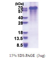 Synaptotagmin-3 (76-590, His-tag) Human Protein