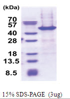 NAIF1 / C9orf90 (1-327, His-tag) Human Protein