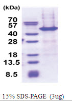 NAIF1 / C9orf90 (1-327, His-tag) Human Protein