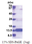 COA4 (1-87, His-tag) Human Protein