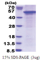 STAC (1-402, His-tag) Human Protein