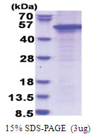 STAC (1-402, His-tag) Human Protein