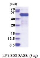 EEF1G (1-437, His-tag) Human Protein