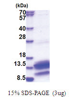 PDE6H (1-83, His-tag) Human Protein