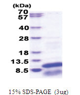 GNG13 (1-64, His-tag) Human Protein