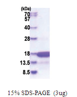 HMGN3 / TRIP7 (1-77, His-tag) Human Protein