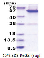 MYC-induced nuclear antigen (1-465, His-tag) Human Protein