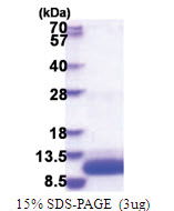 G protein gamma T1 (1-71, His-tag) Human Protein