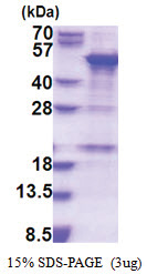 SNAPC1 / SNAP43 (1-368, His-tag) Human Protein