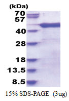 Arfaptin-1 (1-341, His-tag) Human Protein