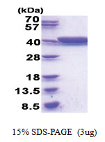 gldA (1-367, His-tag) Escherichia coli Protein