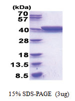 gldA (1-367, His-tag) Escherichia coli Protein