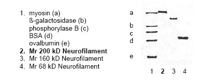 Lane 1 shows myosin (a), beta-galactosidase (b), phosphorylase B (c), BSA (d) and ovalbumin (e) as markers <br/>
Lane 2 shows Cat.No. BA1014/BA1014S Neurofilament H (200 kD)<br/>
Lane 3 shows Cat.No. BA1013/BA1013S Neurofilament M (160 kD)<br/>
Lane 4 shows Cat.No. BA1012/BA1012S Neurofilament L (68kDa)