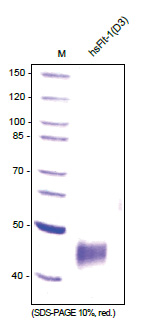 VEGFR-1 / Flt-1 (D1-D3) Human Protein