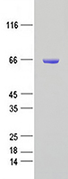 hnRNP K (HNRNPK) (NM_002140) Human Recombinant Protein