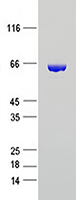 CRMP5 (DPYSL5) (NM_020134) Human Recombinant Protein