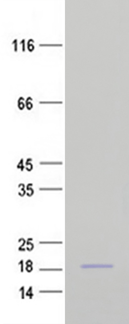 hemoglobin subunit gamma 1 (HBG1) (NM_000559) Human Recombinant Protein