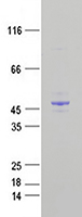 beta Actin (ACTB) (NM_001101) Human Recombinant Protein
