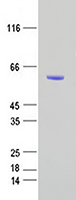 MUM1 (IRF4) (NM_002460) Human Recombinant Protein