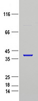 Annexin A2 (ANXA2) (NM_001002857) Human Recombinant Protein