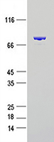 PABP (PABPC1) (NM_002568) Human Recombinant Protein