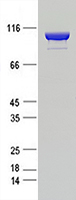 Coomassie blue staining of purified ACTN2 protein (Cat #LP308531). The protein was produced from mammalian cells transfected with ACTN2 cDNA clone (Cat #<a href = "https://www.origene.com/catalog/cdna-clones/expression-plasmids/rc208531-actn2-nm-001103-human-tagged-orf-clone" title="RC208531" class="">RC208531</a>).