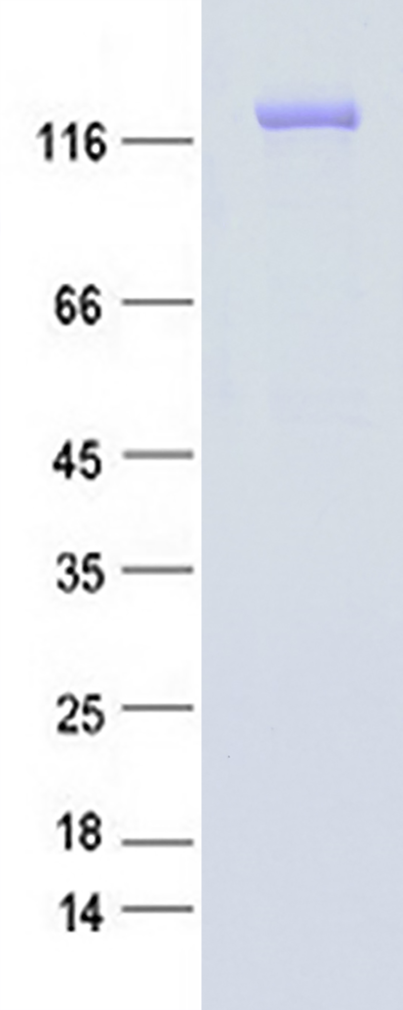 SF3B3 (NM_012426) Human Recombinant Protein