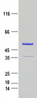 Coomassie blue staining of purified TARDBP protein (Cat #LP310639). The protein was produced from mammalian cells transfected with TARDBP cDNA clone (Cat #<a href = "https://www.origene.com/catalog/cdna-clones/expression-plasmids/rc210639-tdp43-tardbp-nm-007375-human-tagged-orf-clone" title="RC210639" class="">RC210639</a>).
