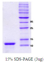 3ug by SDS-PAGE under reducing condition and visualized by coomassie blue stain.