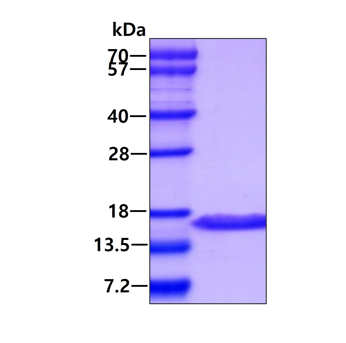 3ug by SDS-PAGE under reducing condition and visualized by coomassie blue stain.