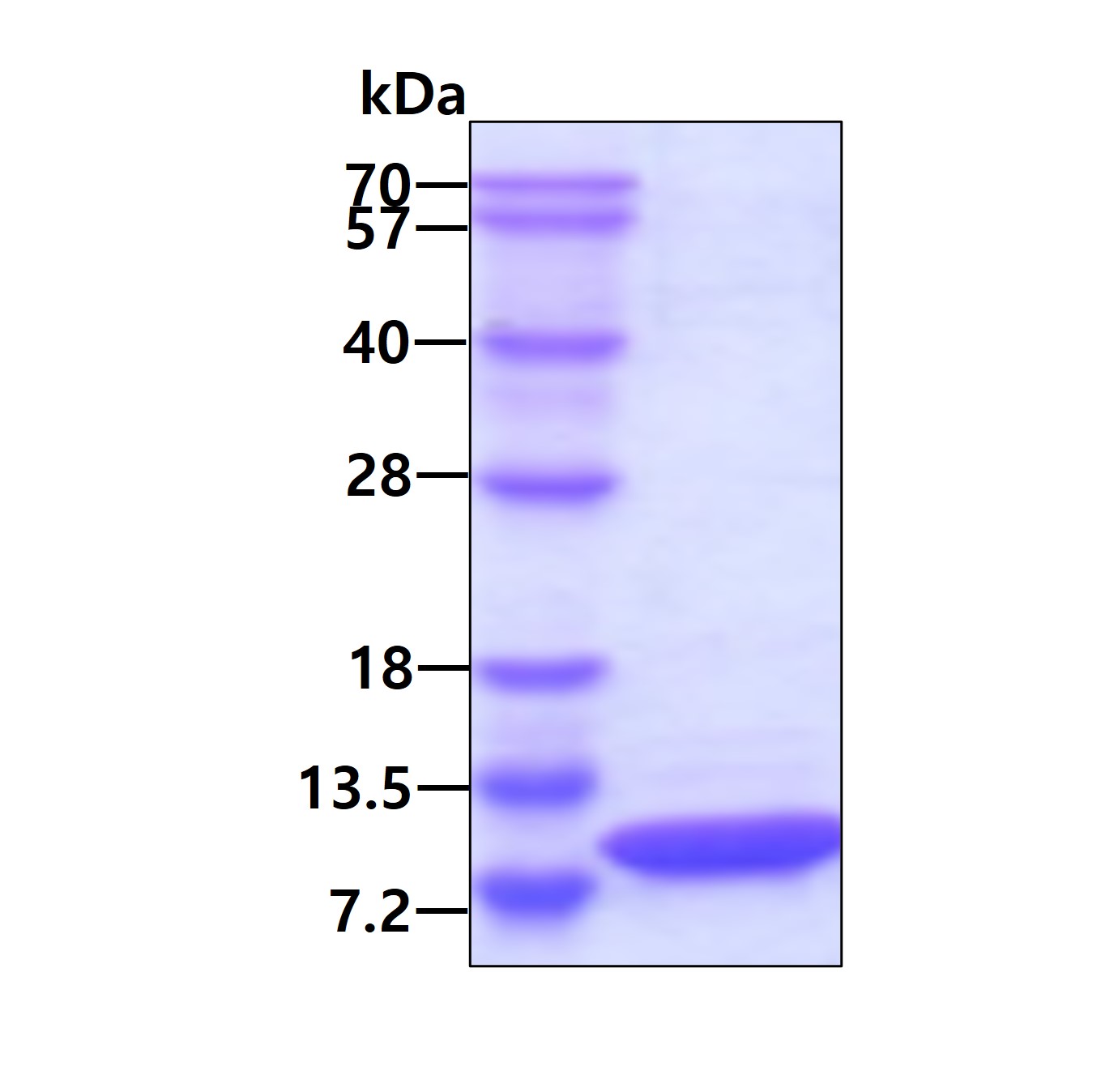 3ug by SDS-PAGE under reducing condition and visualized by coomassie blue stain.