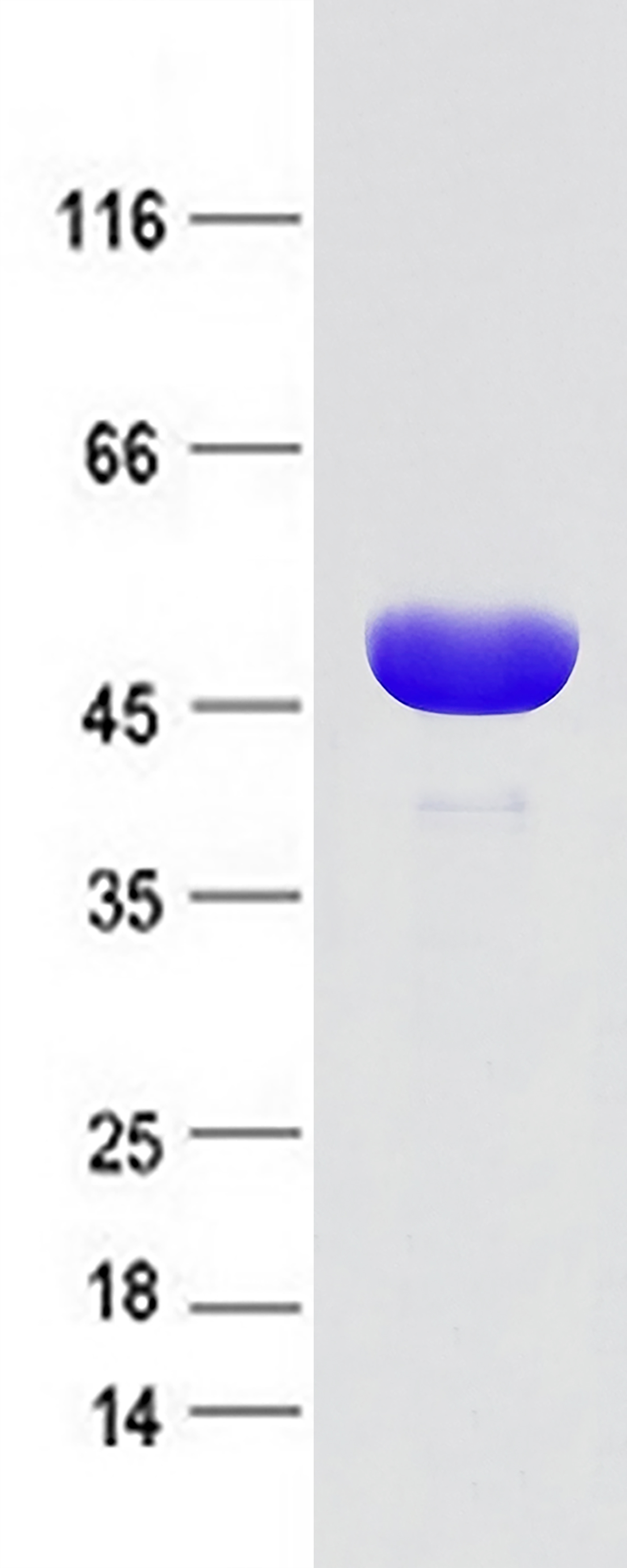Coomassie blue staining of purified FLAD1 protein (Cat # <a href = "https://www.origene.com/catalog/proteins/recombinant-proteins/tp307083-flad1-nm-201398-human-recombinant-protein" title="TP307083" class="">TP307083</a>). The protein was produced from HEK293 cells transfected with FLAD1 (Cat # <a href = "https://www.origene.com/catalog/cdna-clones/expression-plasmids/rc207083-flad1-nm-201398-human-tagged-orf-clone" title="RC207083" class="">RC207083</a>).