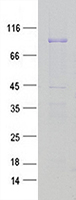 Coomassie blue staining of purified FXR2 protein (Cat #<a href = "https://www.origene.com/catalog/proteins/recombinant-proteins/tp309546-fxr2-nm-004860-human-recombinant-protein" title="TP309546" class="">TP309546</a>). The protein was produced from mammalian cells transfected with FXR2 cDNA clone (Cat #<a href = "https://www.origene.com/catalog/cdna-clones/expression-plasmids/rc209546-fxr2-nm-004860-human-tagged-orf-clone" title="RC209546" class="">RC209546</a>).
