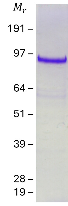 PNS-Tau (NM_016835.5) Human Recombinant Protein
