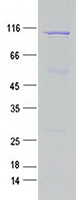 Coomassie blue staining of purified FER protein (Cat #TP319948). The protein was produced from mammalian cells transfected with FER cDNA clone (Cat #<a href = "https://www.origene.com/catalog/cdna-clones/expression-plasmids/rc219948-fer-nm-005246-human-tagged-orf-clone" title="RC219948" class="">RC219948</a>).