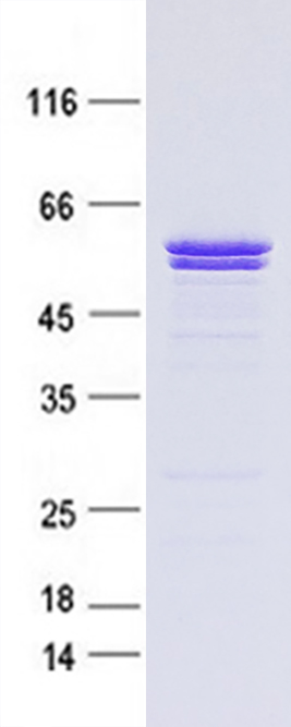 Coomassie blue staining of purified HTRA1 protein (Cat #TP322362SE). The protein was produced from mammalian cells transfected with HTRA1 cDNA clone (Cat #<a href = "https://www.origene.com/catalog/cdna-clones/expression-plasmids/rc222362-htra1-nm-002775-human-tagged-orf-clone" title="RC222362" class="">RC222362</a>).