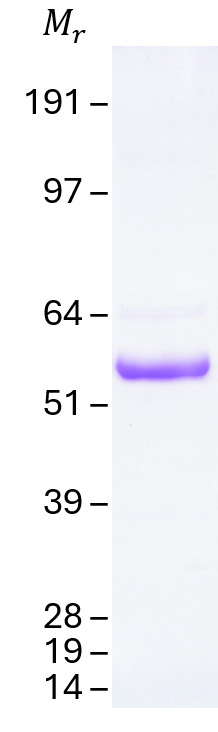 Tau-412 (1N4R) Human Recombinant Protein