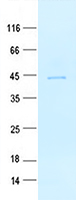 BUD23 (NM_001202560) Human Recombinant Protein